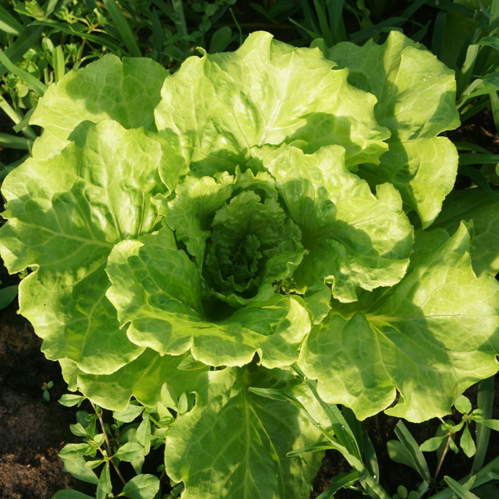 xalachitaly_farm1 Xalachitaly farm1