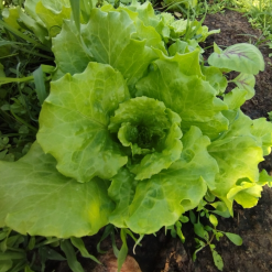 Xalachitaly farm2 Xalachitaly farm2