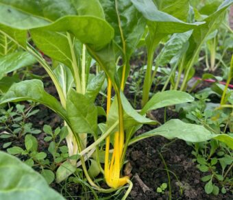 Cải cầu vồng hữu cơ