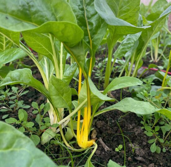 Cải cầu vồng hữu cơ