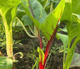 Cải cầu vồng hữu cơ