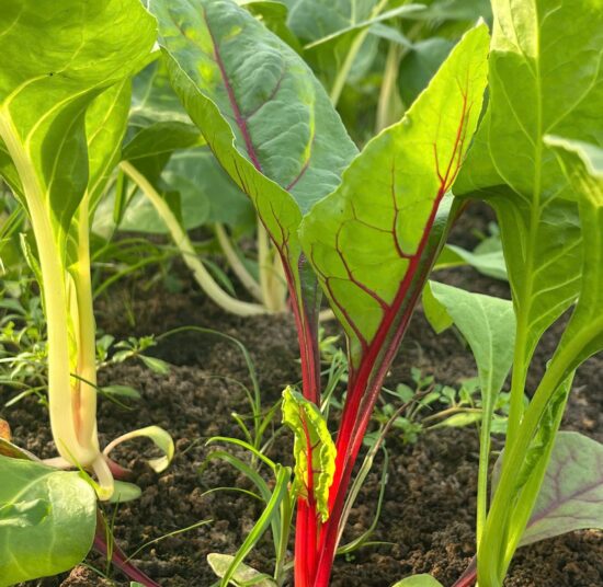 Cải cầu vồng hữu cơ