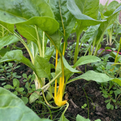 Caicauvong farm2 Caicauvong farm2