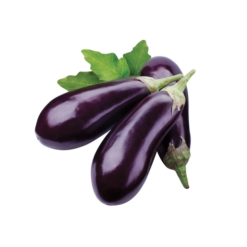 Cà tím hữu cơ