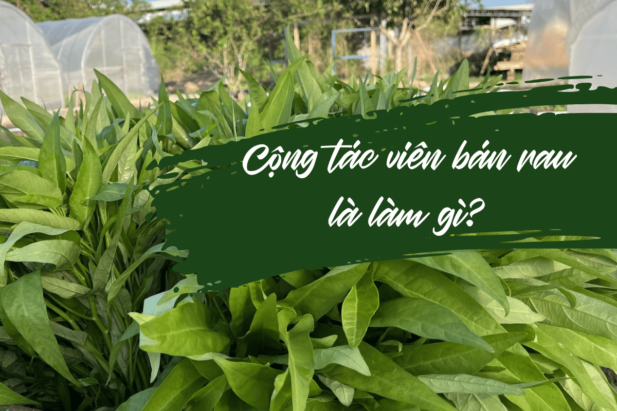 Cộng tác viên bán rau là làm gì