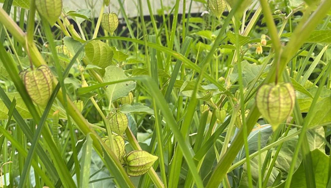 cộng tác viên affiliate Mecrop dành cho đối tượng nào