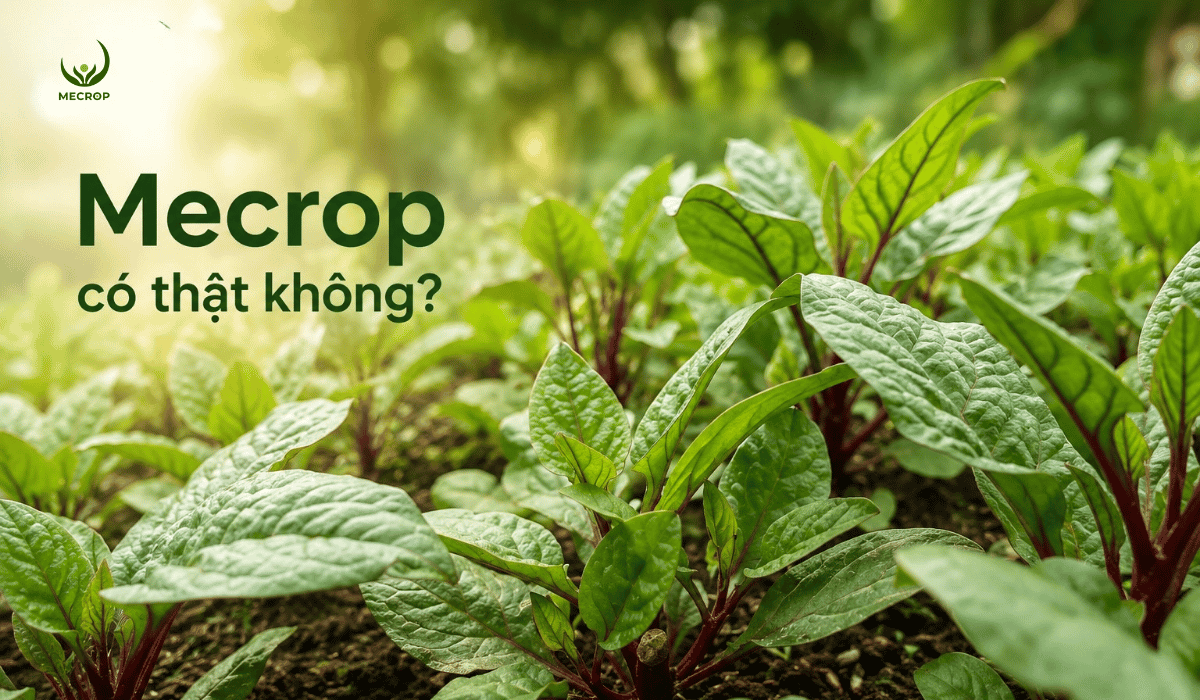 Mecrop co that khong 1200 x 700 px 1