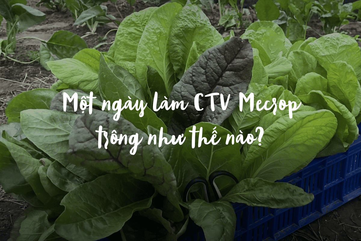 Một ngày làm CTV Mecrop trông như thế nào