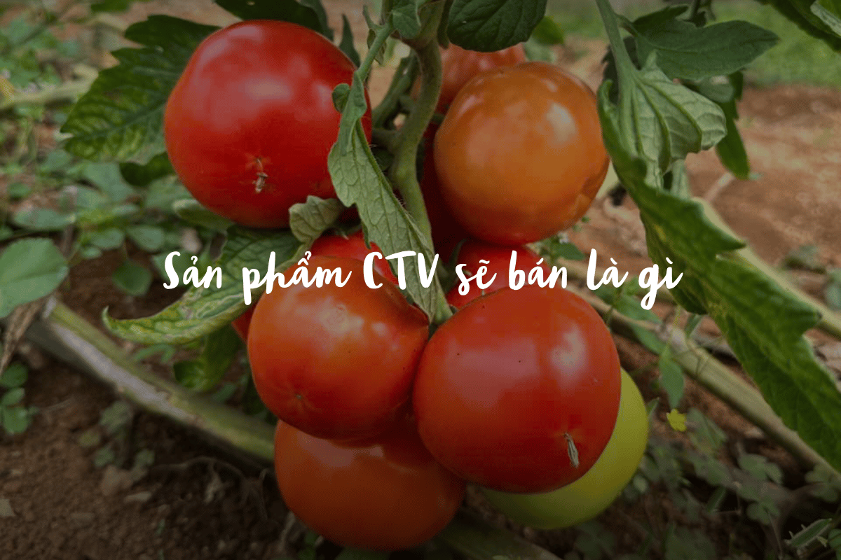 Sản phẩm CTV sẽ bán là gì
