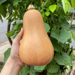 Bibo farm1