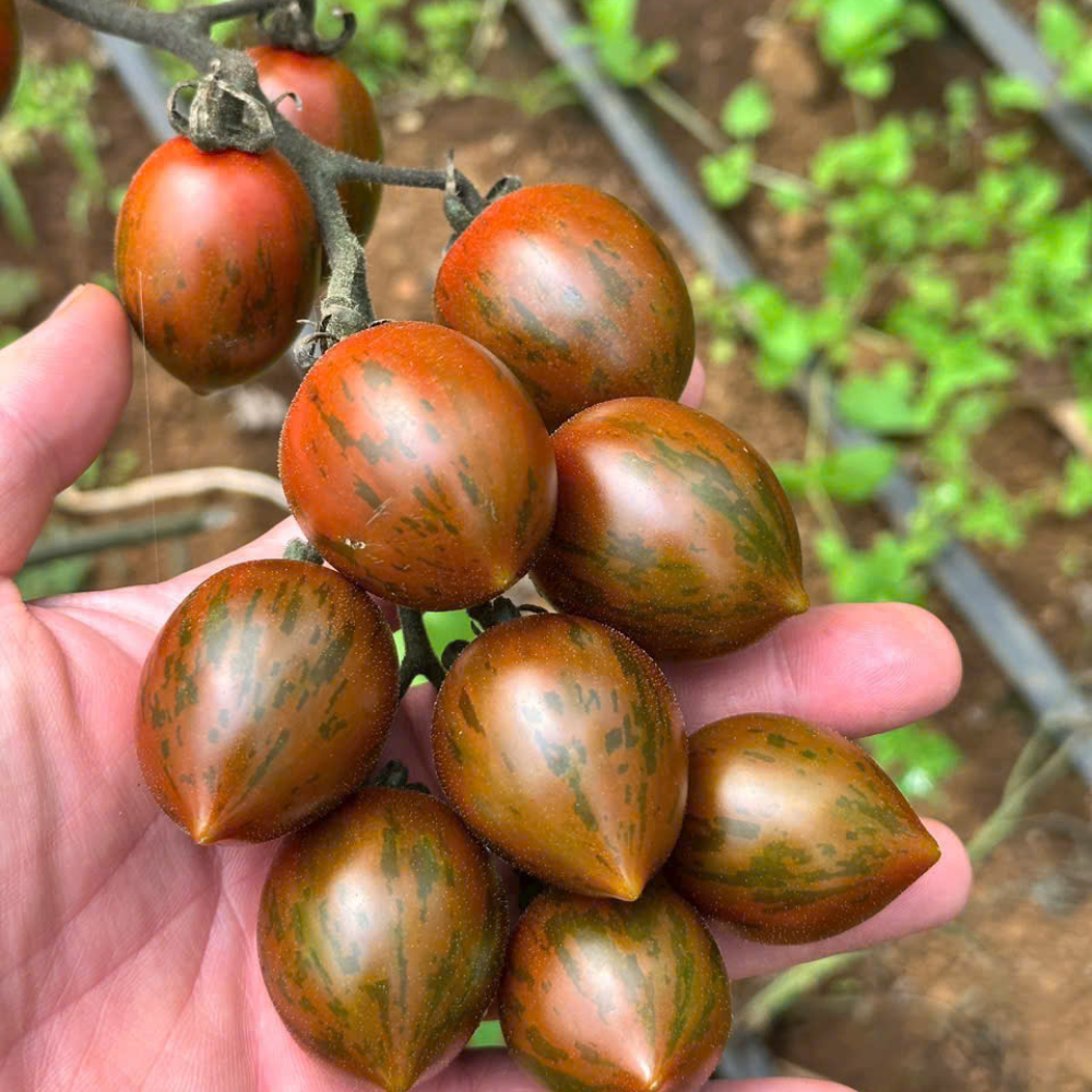 cachuabi_farm2 Cachuabi farm2