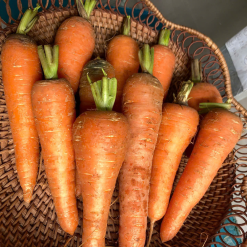 Carot farm1