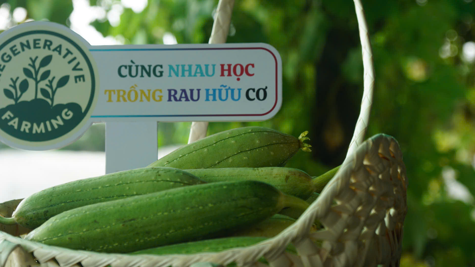 Z7163354707391 925f7eb1c6d05723dea30106eeaea2c5 Mướp hương hữu cơ