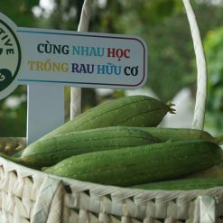Z7163354708680 c85b56185080e3246fe1b71f4a9eec6e Mướp hương hữu cơ Mecrop