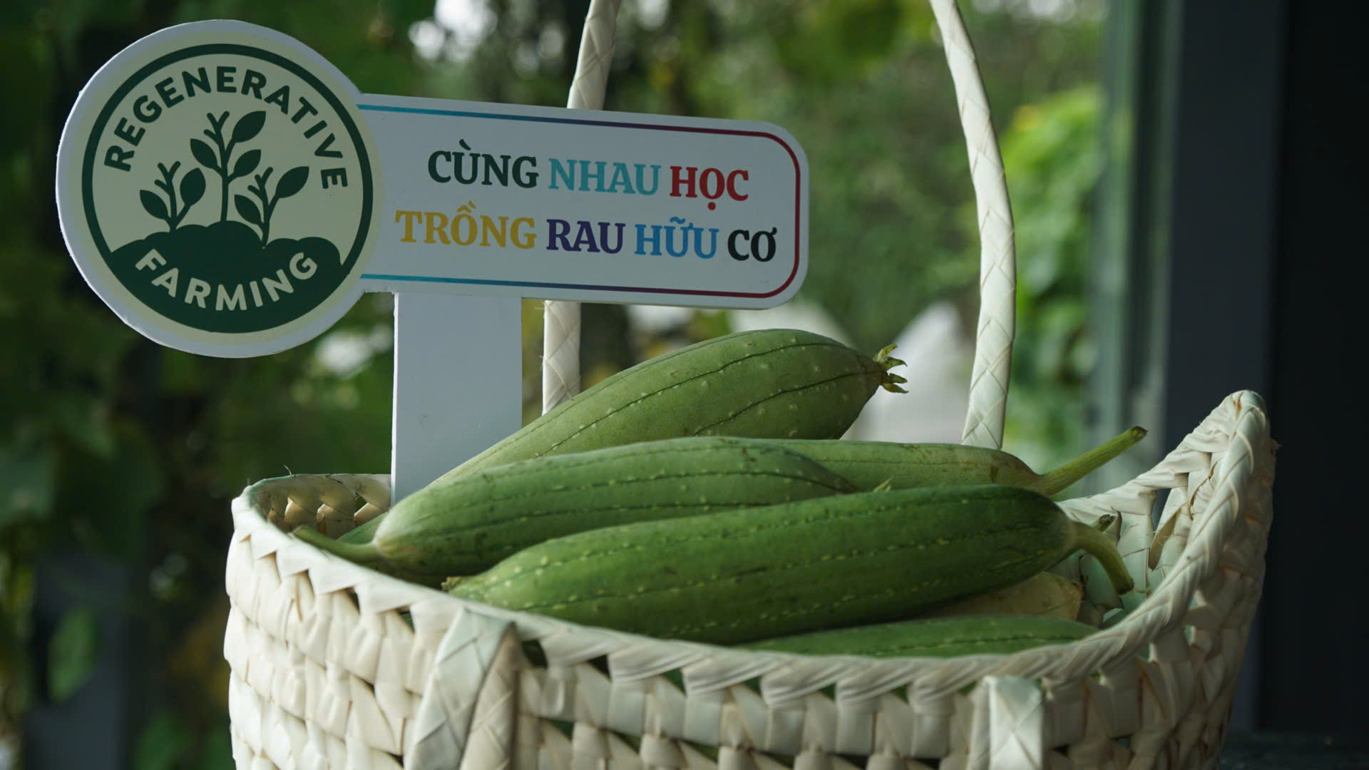 Z7163354708680 c85b56185080e3246fe1b71f4a9eec6e Mướp hương hữu cơ Mecrop