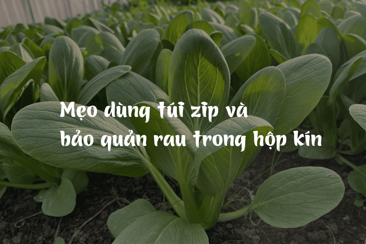 Mẹo dùng túi zip và bảo quản rau trong hộp kín