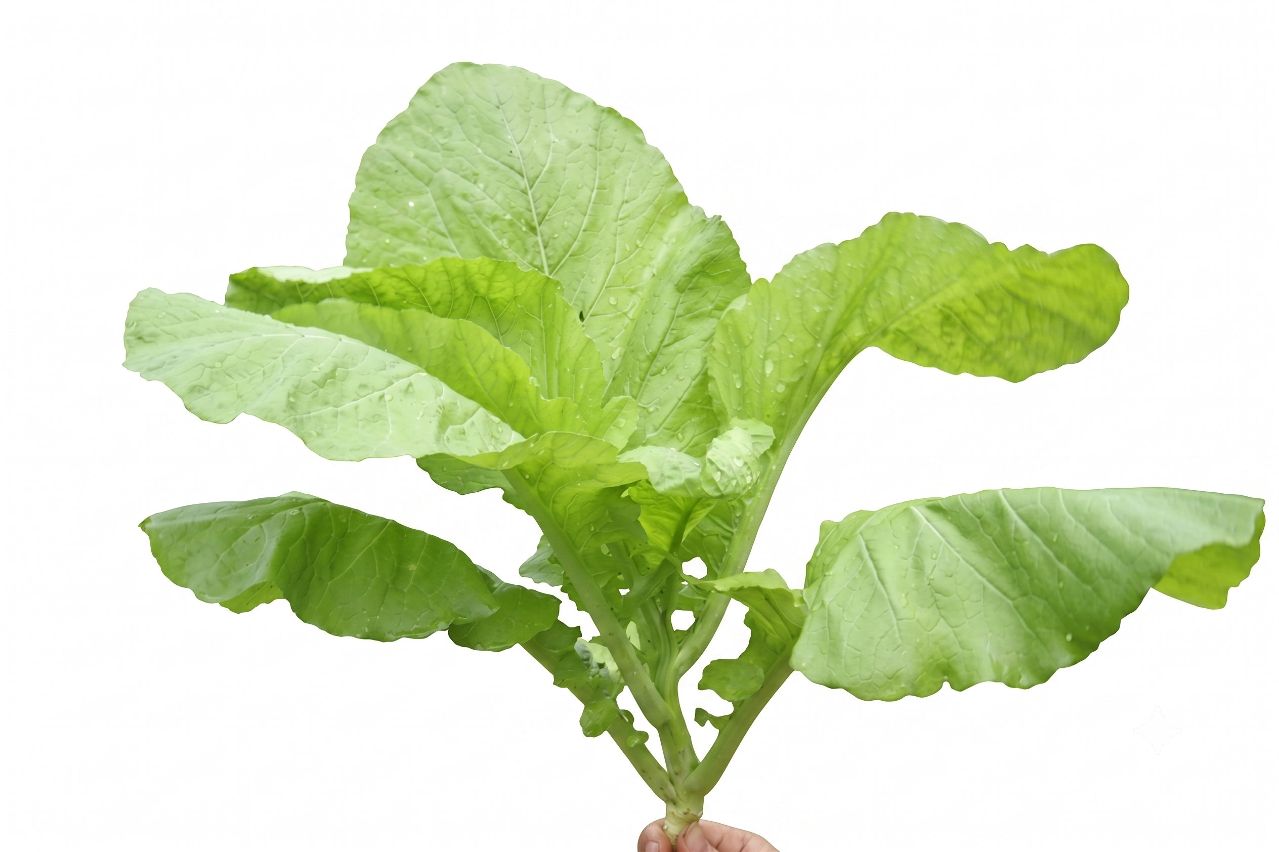 Cải mơ hữu cơ