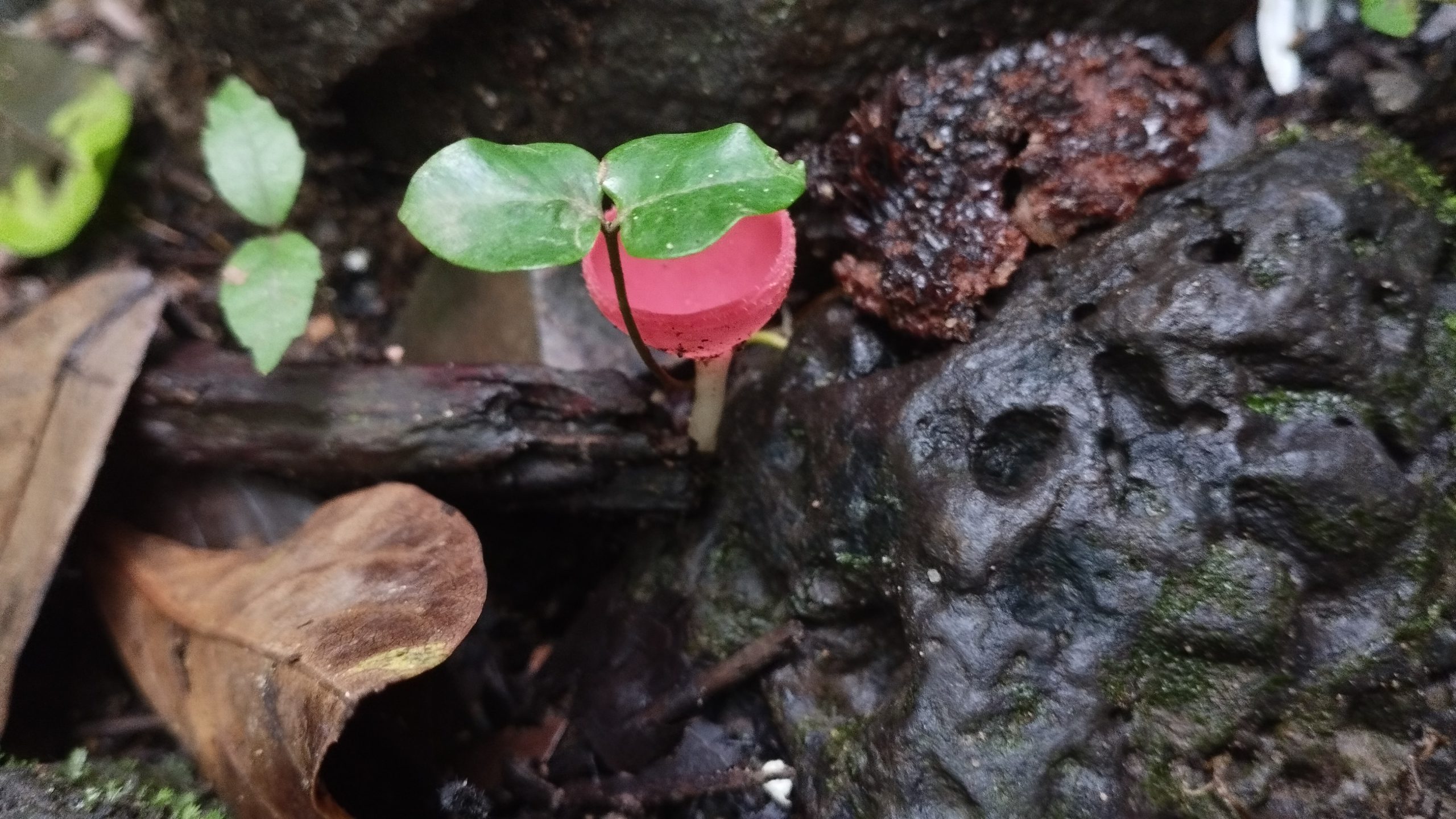 ĐỪNG CHỈ NUÔI CÂY, HÃY NUÔI DƯỠNG ĐẤT