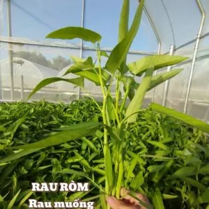 Rau muống hữu cơ
