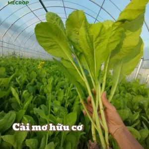 Cải mơ hữu cơ