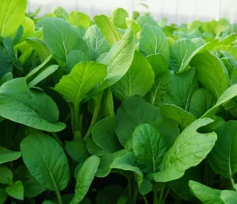 Cải ngồng hữu cơ