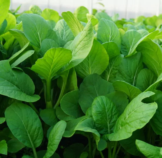 Cải ngồng hữu cơ