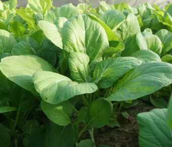 Cải ngồng hữu cơ