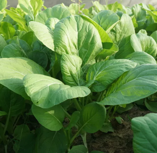Cải ngồng hữu cơ
