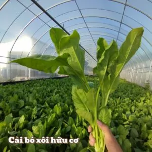 Cải bó xôi hữu cơ