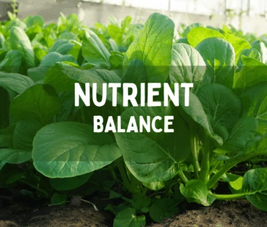 nutrient balance 1000x600 nutrient balance 1000x600